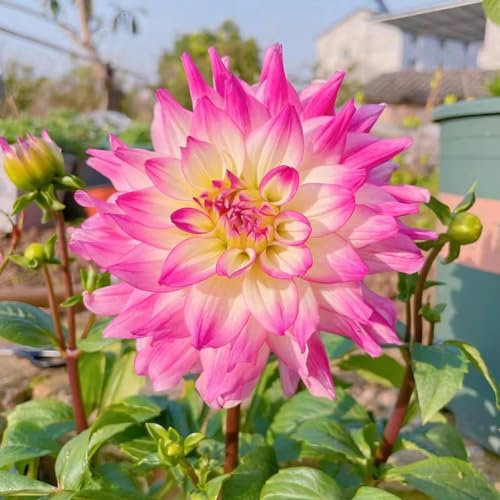 7 pcs dahlien knollen garden frühlingsblüher zwiebeln dahlien zwiebeln winterhart mehrjährig, pflanztopf zimmerbonsai bonsai blumenzwiebel deko gartenpflanzen blumenzwiebeln mehrjährig