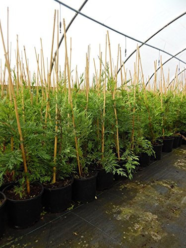 20 Green Leylandii, (x Cupressocyparis Leylandii) Leyland Cypress, 2L Pot, 60-80cm (2-2.6ft) in Height Evergreen Conifer Hedging Trees Plants