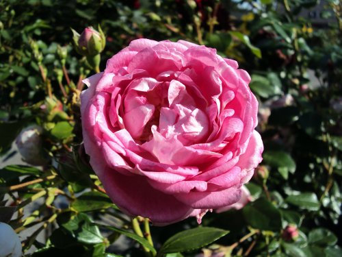 Kletterrose Jasmina ® ADR 2007 Containerrosen im großen 7,5 Liter Topf