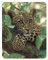 3D LiveLife Magnet - Tree Hugger from Deluxebase. Lenticular 3D Big Cat Fridge Magnet. Magnetic decor for kids and adults with artwork licensed from renowned artist, Collin Bogle