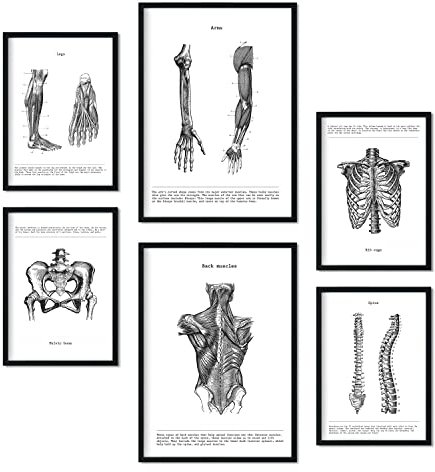 Nacnic Set von 6 Poster von Muskeln und Knochen. Sammlung von Platten mit ästhetischer Collage für Innendekoration. Größen A3 und A4. Schwarzer Rahmen.