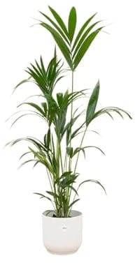 Kentiapalme Forstersche Kentia Zimmerpflanze Ø30 cm 160 cm | pflegearm, für Wohnraum und Arbeitsplatz, dekorativer Wuchs, für helle Standorte