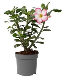 Plant in a Box - Adenium Obesum - Rosa del deserto bianca - Fiori bellissimi e foglie verdi fresche - Vaso 13cm - Altezza 30-40cm