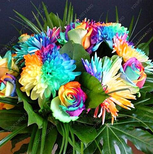 100pcs / sac couvre-sol Chrysanthème Seeds Facile à cultiver des graines de fleurs pour jardin Bonsai plantes Green Light