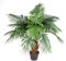 Leaf Design UK Large Realistic Artificial Palm Tree, 100cm Princess