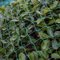 PanHuiWen Filet Anti Oiseaux Cerisier Filet Balcon Chat Filet Anti Mouche pour Légumes de Fruits de Ferme de Jardin,1x10m