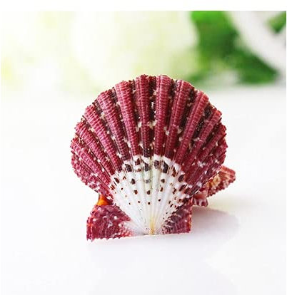 QZQJUILU Peinture à l'huile Coquille Saint-Jacques Couleur Naturelle caracol conque Accessoires de tir Coquillages naturels Perles-5