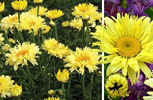 Leucanthemum Shasta Daisy x Goldfinch Perennial Plug Plants Pack x6