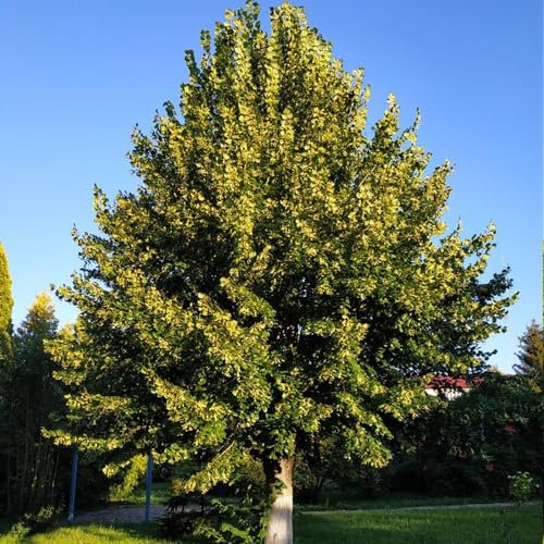 100 Pcs Bodhi Samen - Ficus Religiosa - Pflanzen Samen, Bäume Pflanzen Bodhi Baum Bonsai Samen, Bonsaibaum, Pflanzen Züchten Zimmerpflanzen Echt Samen Bonsai Tree Bäume Pflanzen Geschenke