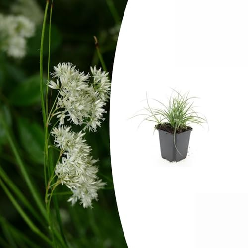Trendyplants - Luzula nivea - 12 Stück - Weiße Hainsimse - Winterhart - Höhe 10–30 cm - Topfgröße Ø9cm