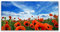 Tulup Impression sur Verre Trempé 140x70cm - Plastique Imprimés Tableau Mural Moderne Décoration Déco Design 4 Crochets - Meadow Coquelicots Floral