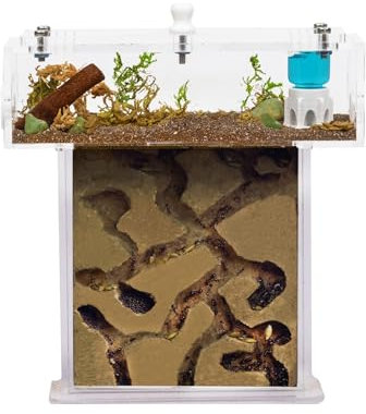 Kit Hormiguero Acrílico de Espuma en Forma de T Mini - Sándwich 14x5x14cm cm y Caja de Forrajeo - Hormiguero con Hormigas Vivas Incluidas (Reina, Obreras, Huevos y Larvas) - Transparente