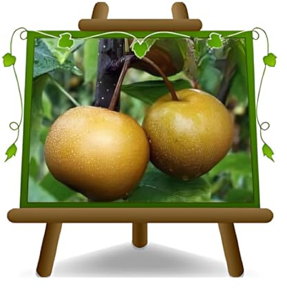 EURO PLANTS VIVAI Nashi Nijisseiki Plante Fruitière Ancienne Âge 2 ans | pot 20 cm Hauteur maximale 170 cm