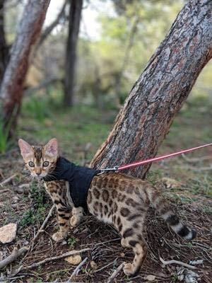 Mynwood Cat Jacket Hundegeschirr, einfarbig, für Kätzchen oder ausgewachsene Katzen, Schwarz, Erwachsene