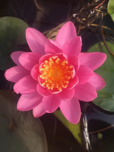 Lincsplants - Nymphaea 'Firecrest'-Potted