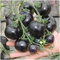 Super-conveniente! 100 SEMI -Indigo Rose Black Tomato semi di frutta semi di ortaggi: Only Seeds