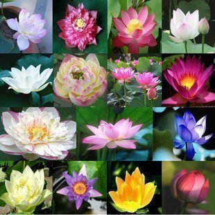 Ketsicart Flower Seeds : Seeds Aquatic Lotus (Mixed Colors) Flower Seeds 15 Seeds- Plants Seeds for Kitchen Garden (10 Packets) Garden Plant Seeds
