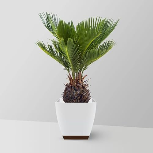 10 graines de palmier sagoutier