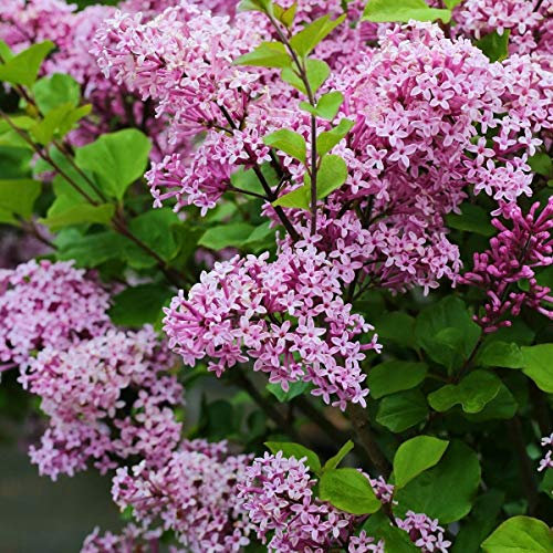 Zwergflieder Red Pixie Flieder Syringa meyeri Strauch rosa blühend ca. 30-40 cm Pflanze 3 L Topf