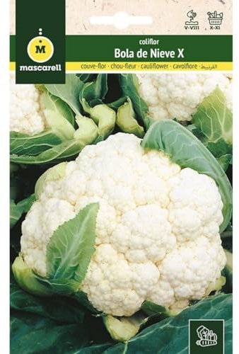 Mascarell Semillas, COLIFLOR, Semillas Huerto, COLIFLOR TEMPRANA BOLA DE NIEVE X, Crea tu Propio Huerto Urbano y Cultivo en Casa, Plantas Hortícolas, 3 Gramos