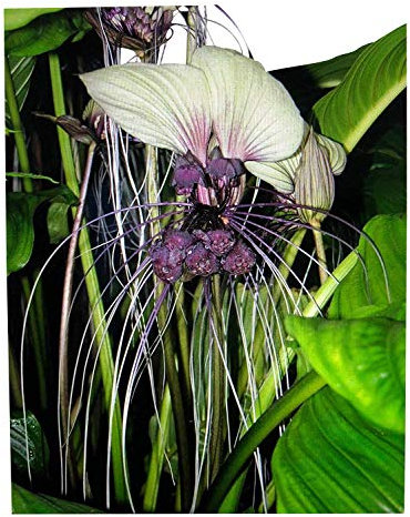 Weiße Fledermausblume White-Bat-Flower - Tacca integrifolia *10 Samen* >Teufelsblume<