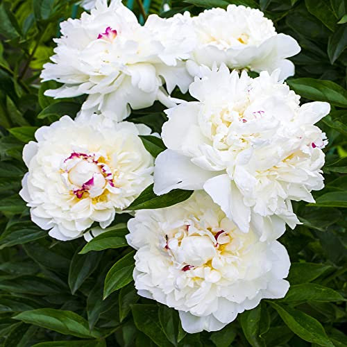 6 Stück pfingstrose weiß pfingstrosen zwiebeln knollen blumen balkon pflanzen anzucht pflanzen für draußen winterhart winterharte frühlingsblumen zwiebeln