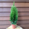 Thuja occidentalis Smaragd 60-80cm von Intragarten im Topf