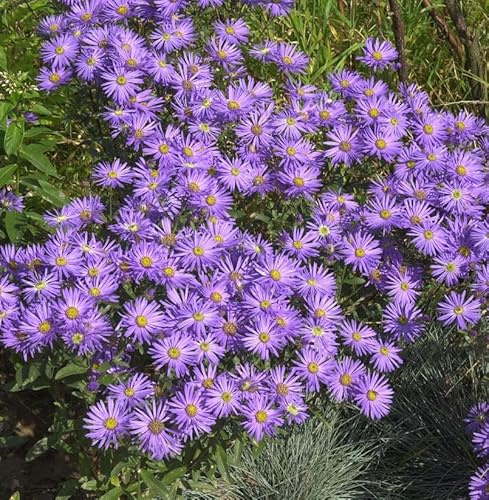 Sommeraster King George - Aster amellus - lebende Gartenpflanze aus den Baumschulen