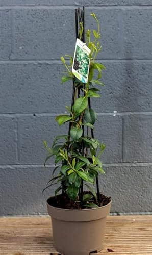 Trachelospermum jasminoides Evergreen Star Jasmine Climbing Plant (2 Litre - 50-70cm) Houseofplantsjj