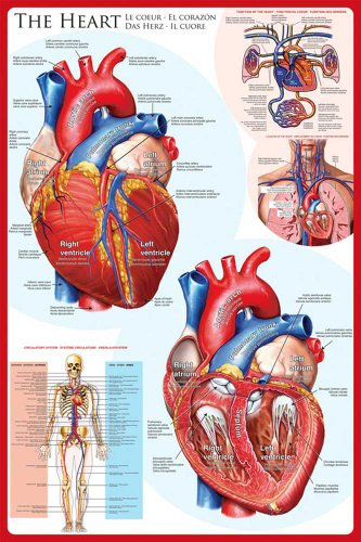 empireposter Educational - Bildung Das Herz - The Heart Bildungsposter Plakat Druck - Maxiposter Version in Englisch - Grösse 61x91,5 cm