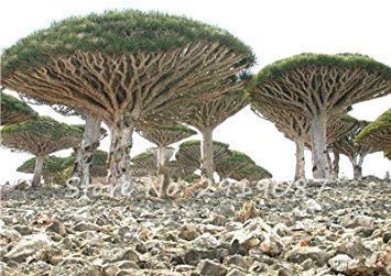 VISTARIC 2: 30 pc Sequoia rossa Semi Piante Sequoia sempervirens Bonsai albero in vaso per la casa e giardino fresche di Air giardino domestico di DIY 2