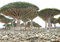 VISTARIC 2: 30 pc Sequoia rossa Semi Piante Sequoia sempervirens Bonsai albero in vaso per la casa e giardino fresche di Air giardino domestico di DIY 2