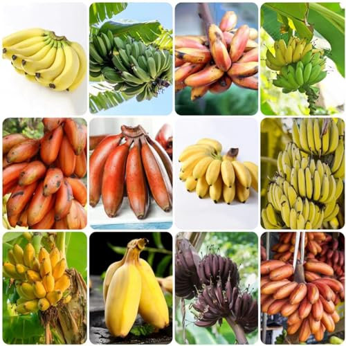 65 Piezas Semillas de Plátano - Plantas de Balcón de Frutas en Espaldera, Semillas de Plátano Resistentes, Musa Sikkimensis, Regalos Sostenibles para Mujeres, Semillas de Plantas de