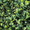 Tenax Divy 3D Plus Laurus 1,00x 3m Vert, Haie Artificielle en Feuilles de Laurier, Brise-vue Balcons et Jardins