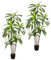 PASCH® 2 x Drachenbaum Kunstpalme groß (160cm) - Langlebig & Naturgetreu | Realistische Kunstpflanzen groß | Künstliche Pflanzen groß | Palme künstlich | Künstliche Palme für natürliches Ambiente