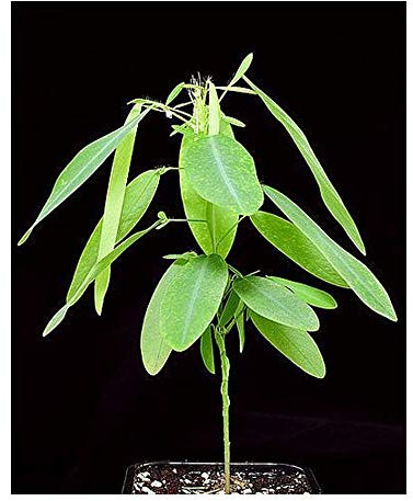 Kalanchoe Pinnata - Life Plant, Miracle Leaf, Kalanchoe - 50 Plants seeds