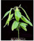 Kalanchoe Pinnata - Life Plant, Miracle Leaf, Kalanchoe - 50 Plants seeds