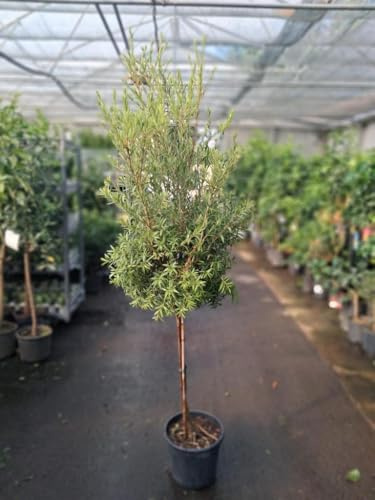 Callistemon Captain Cook Stämmchen (Zylinderputzer, Flaschenputzerbaum) – ca. 180–200 cm inkl. Topf, immergrün, winterhart, pflegeleicht & blühfreudig