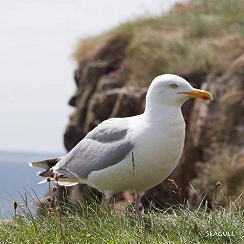 Seagull greeting card which play seagull noise when opened. Blank on the inside for any occasion. Manilla envelope included. 15cm x 15cm square in size.
