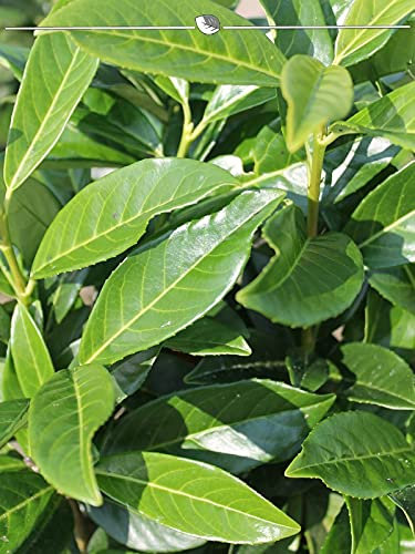 Kirschlorbeer Genolia 40-60 cm im Topf. 20x Lorbeerkirsche. Grüne Heckenpflanze