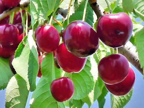 PIANTA ALBERELLO DA FRUTTO ALBERO DI CILIEGIA FERROVIA