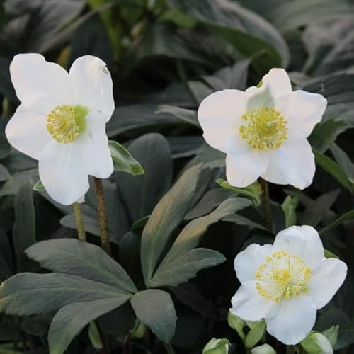 6 x Helleborus Niger - Perenni Vaso 9cm x 9cm