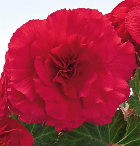 Begonia Nonstop┬« Rose Petticoat Bedding Plants Jumbo 6 Pack Garden Ready Plants