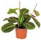 Bloomique - Maranta Tricolor - Gebetspflanze - Zimmerpflanzen - Luftreinigend - Höhe 10-15 cm - Topf 12 cm