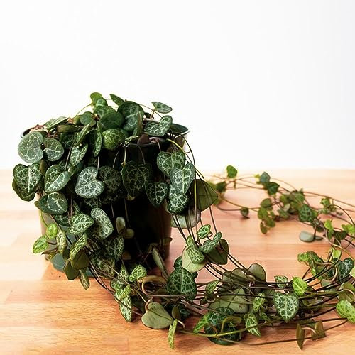 10 pcs Ceropegia woodii samen - dekopflanzen bonsai kaufen fleischfressende pflanzen,Sukkulenten,succulent plants,sukkulente gewächshaus balkon indoor plants balkon deko garten geschenke