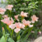 5 pcs Iris Bulbs, Seltene Pflanzen, Garten Geschenk Germany Rosa Schwertlilien Zwiebeln, Deko Blumen, Gartenpflanzen Winterhart Mehrjährig Blumenwiese, Stauden Winterhart Mehrjährig