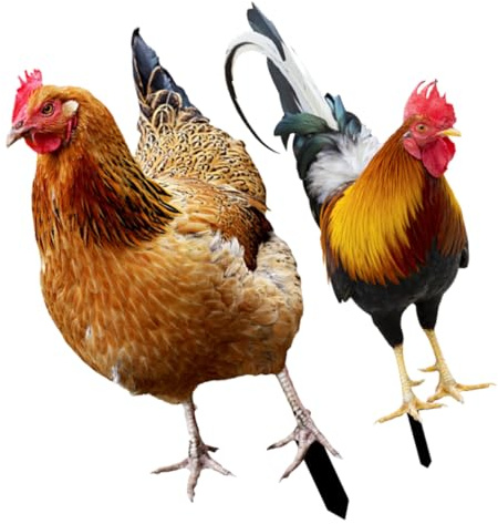 Happyyami Gartenfiguren Für Draußen Wetterfest 2er Set Garten Huhn Steckfigur Uv Beständige Hühner Deko Für Garten Hof Und Terrasse Witzige Gartenkunst Für Außendekoration Wetterfest Und Langlebig