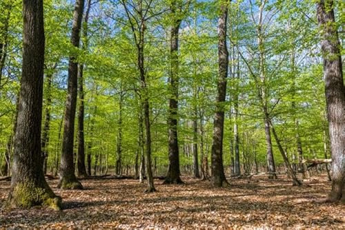 100st. Traubeneiche – Quercus petraea 50-80cm | Heimischer Laubbaum & Forstpflanze | Winterhart, robust & langlebig | Wurzelware