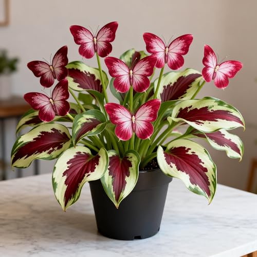Super Kollektion Hosta Rhizom/SchmetterlingHosta/Mehrfarbig Ertragreicherg/Einfach Zu Kultivierende Funkien&Winterhart MehrjäHrig/Premium/-4Rhizome-D