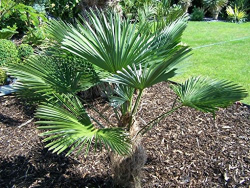 Wagners -Winterharte Hanfpalme- -trachycarpus wagnerianus- 5 Samen ***Frosthart***